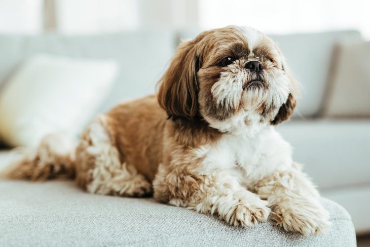 Shih Tzu Puppies for Sale: Quality, Love, and Care Guaranteed - Bevwo